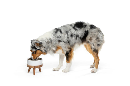 Australian shepherd eating from a raised bowl