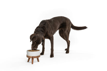 Chocolate labrador eating from a raised bowl