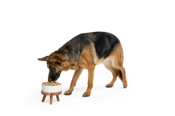 German shepherd eating from a raised bowl