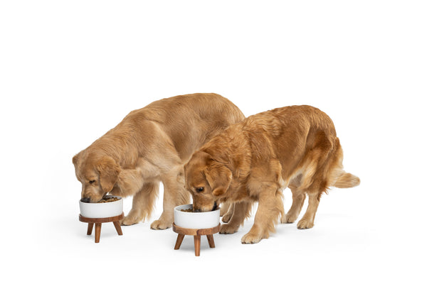 Golden retrievers eating from raised bowls